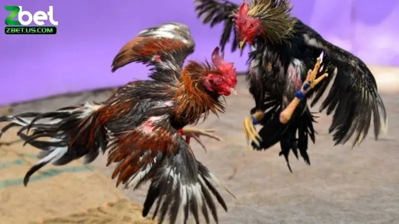 Đá Gà C1 Là Gì? Giải Đáp Thắc Mắc Về Đá Gà C1 Chi Tiết Nhất 1 Đá gà C1 là gì