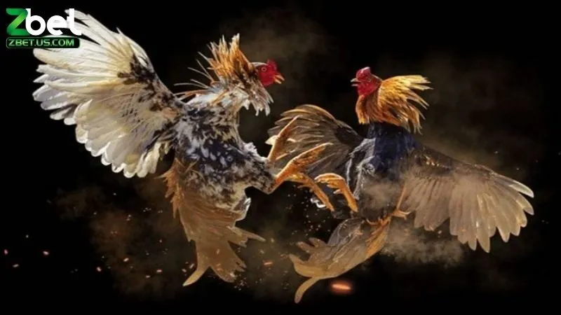 Đá Gà C1 Là Gì? Giải Đáp Thắc Mắc Về Đá Gà C1 Chi Tiết Nhất 2 Đá gà C1 là gì