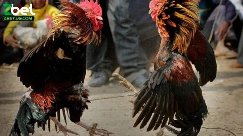 Đá Gà C1 Là Gì? Giải Đáp Thắc Mắc Về Đá Gà C1 Chi Tiết Nhất 3 Đá gà C1 là gì