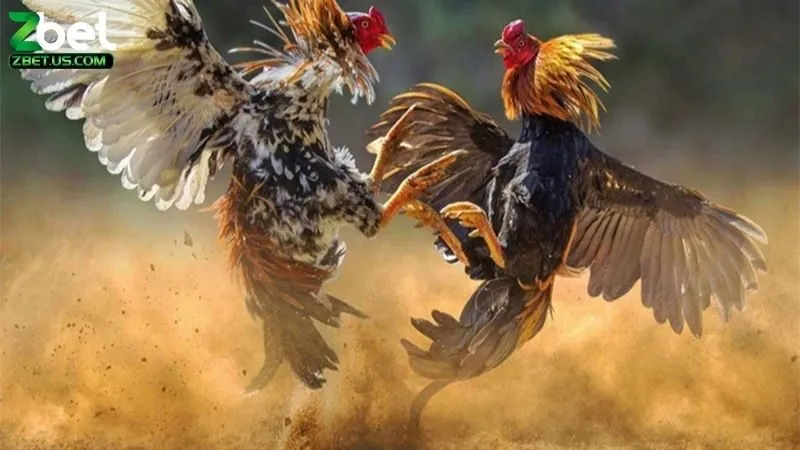 Đá Gà Online Hấp Dẫn Không? Những Lý Do Để Chơi Đá Gà Online 1 Đá gà online hấp dẫn không