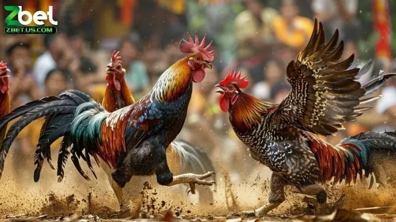 Đá Gà Online Hấp Dẫn Không? Những Lý Do Để Chơi Đá Gà Online 2 Đá gà online hấp dẫn không