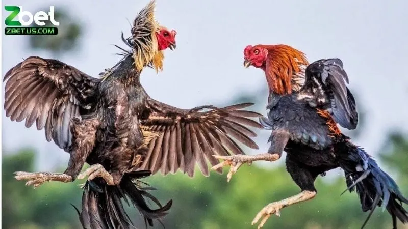 Giải Đáp Những Lo Ngại Về Đá Gà Online