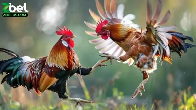 Hướng Dẫn Xem Đá Gà Trực Tiếp Online: Một Hướng Dẫn Chi Tiết